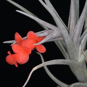 T. Albertiana x edithae b.jpg