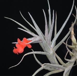 T. Albertiana x edithae.jpg