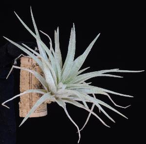Tillandsia plagiotropica.JPG