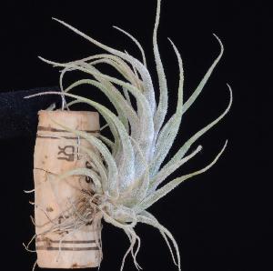 Tillandsia seleriana.JPG