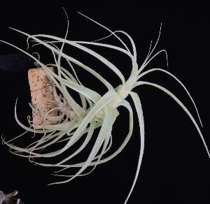 Tillandsia straminea 2.JPG