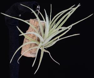 Tillandsia velutina.JPG